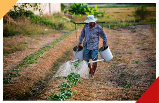 Agricultor molhando sua plantação.