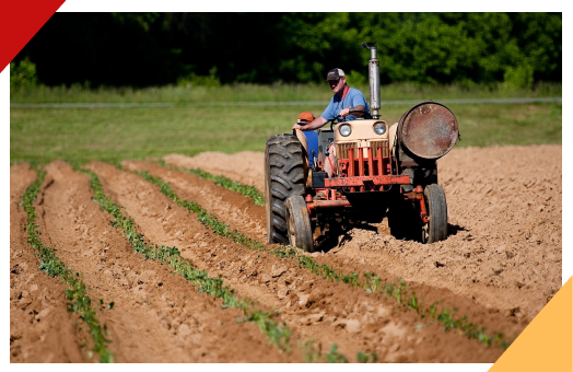 Tator arando a terra.