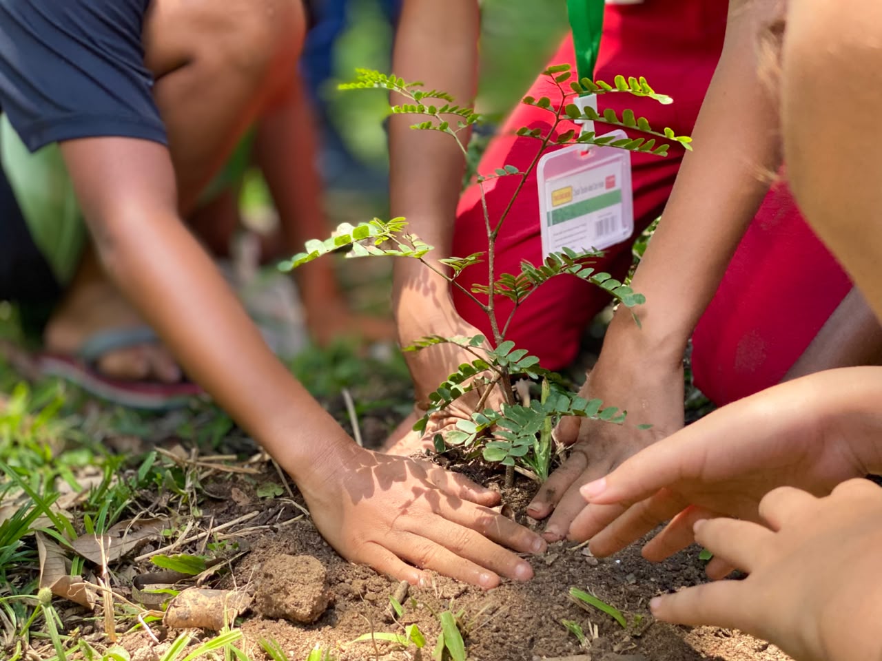 A imagem retrata três indivíduos plantando uma pequena árvore no chão. Em primeiro plano, duas pessoas são mostradas ajoelhadas de cada lado da planta, com as mãos colocadas suavemente em torno de sua base. A pessoa à esquerda veste uma camisa azul escura e tem uma mão repousando sobre o solo, enquanto a outra apoia o caule por baixo. Em contraste, a pessoa à direita veste calças vermelhas e segura a planta firmemente entre as duas mãos, com os dedos espalhados para segurá-la no lugar. O braço de um terceiro indivíduo pode ser visto estendendo-se em direção ao centro do quadro, embora ele permaneça parcialmente obscurecido pelos outros. Uma etiqueta branca pendura do estaca de plástico verde que suporta a jovem árvore, que parece saudável e robusta, apesar de ser relativamente pequena. Suas folhas exibem tons vibrantes de verde, indicando condições ótimas de crescimento. O ambiente circundante apresenta manchas de grama e terra espalhadas por toda a área onde o grupo trabalha juntos para plantar a árvore. No geral, a cena transmite um sentido de cooperação e dedicação, à medida que esses indivíduos trabalham colaborativamente para nutrir uma nova vida até a existência.